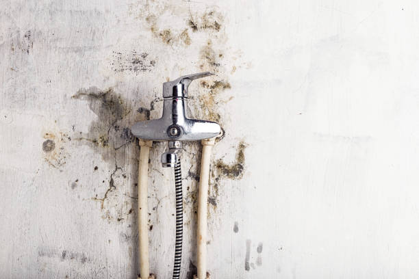 Best Same-Day Mold Removal  in Waldwick, NJ
