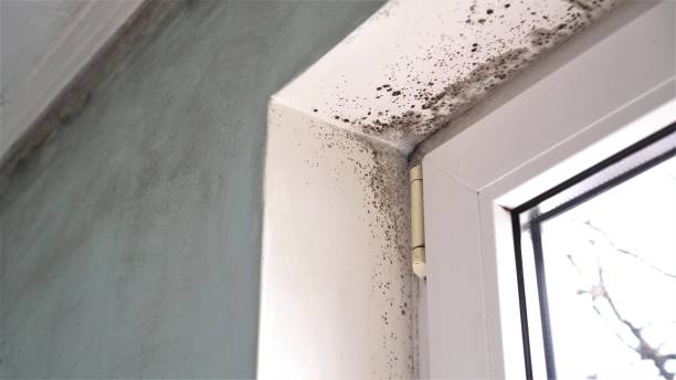 Best Crawl Space Mold Removal  in Waldwick, NJ