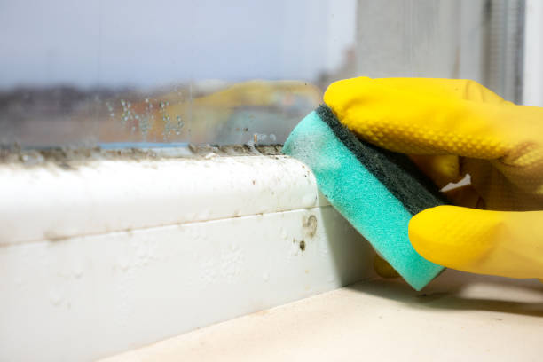 Best Toxic Mold Removal  in Waldwick, NJ