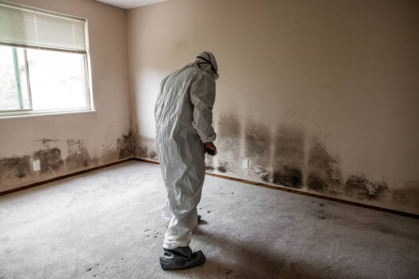 Best Mold Inspection  in Waldwick, NJ