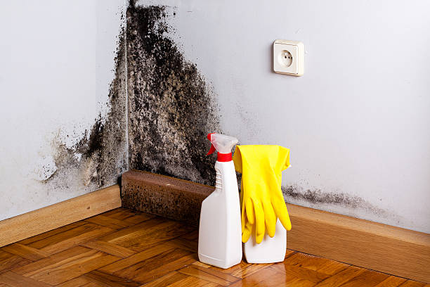 Mold Testing and Removal in Waldwick, NJ