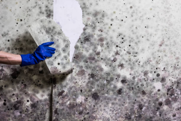 Best Best Mold Removal Companies  in Waldwick, NJ