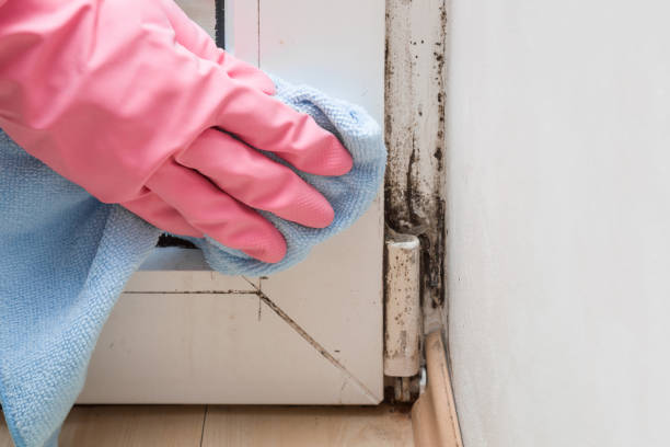 Best Black Mold Removal  in Waldwick, NJ