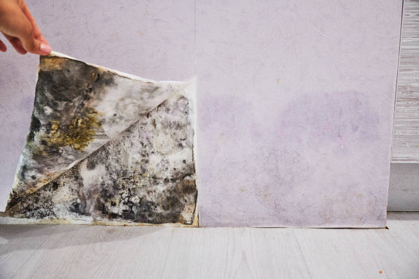 Best Office Mold Removal Services  in Waldwick, NJ